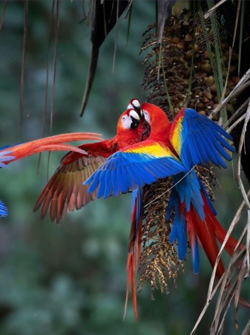Costa Rica Retreat: Jungle Surf & Flow - June 2027